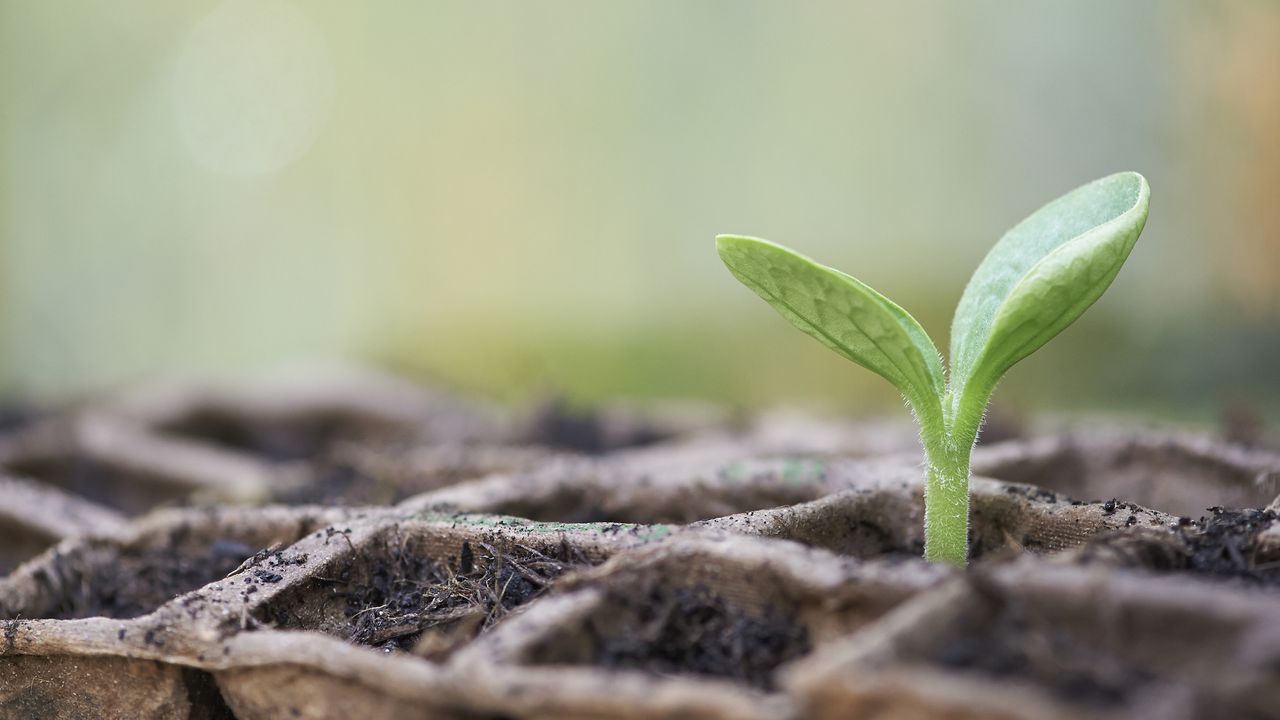 Lone seedling in seed module tray