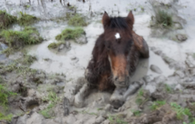 Stuck in mud