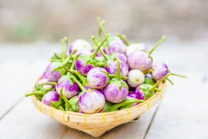 Basket Of Indian Eggplants