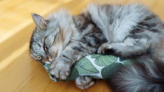 Cat lying down and biting into a silvervine or catnip filled toy