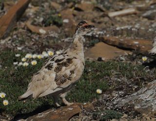 rock-ptarmigan-101206-02