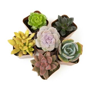 six potted succulents in a circle