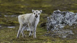 Reindeer calves are born without their telltale antlers. Here, the little reindeer is shown in Svalbard.