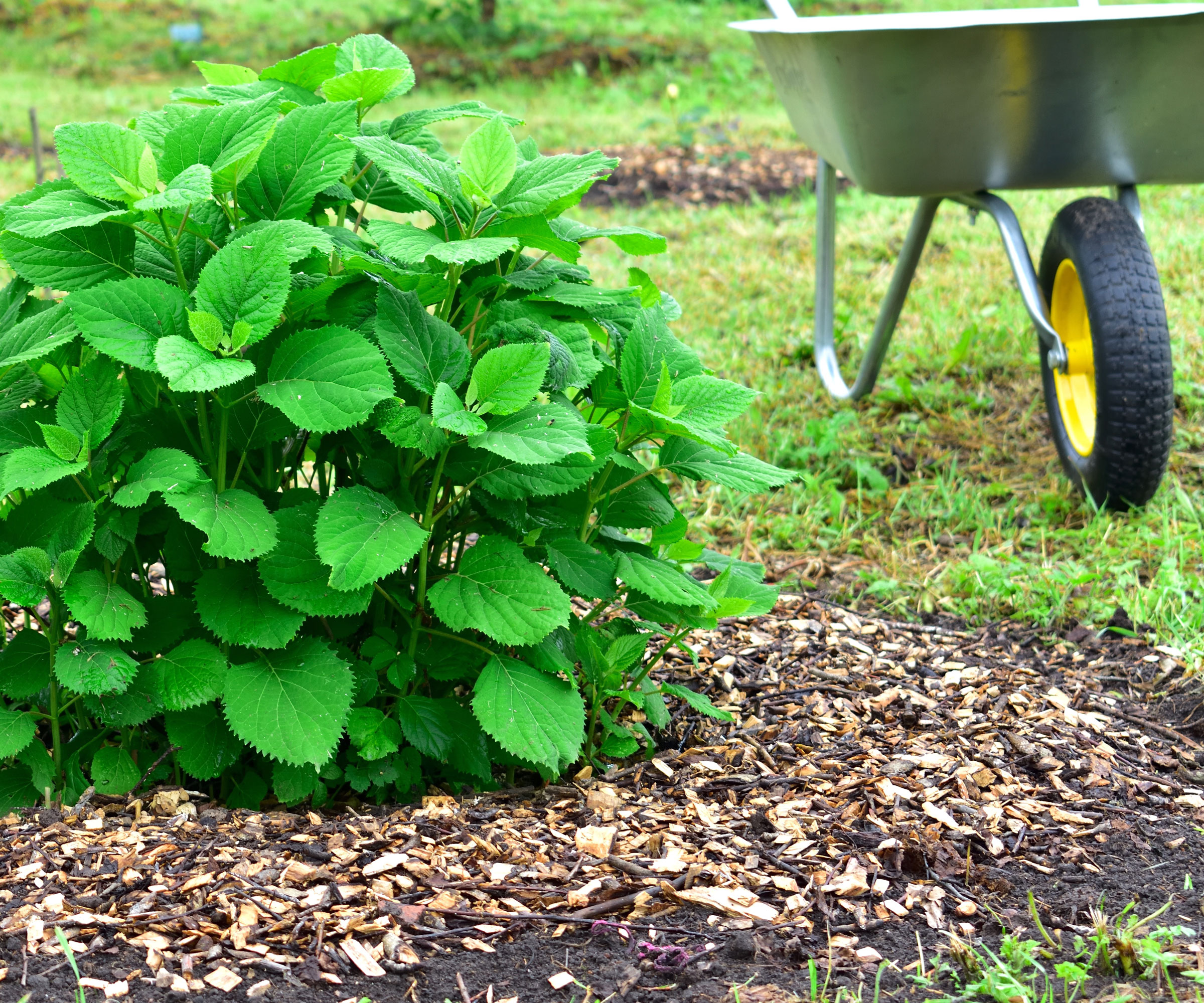 hydrangea shrub with mulch and wheelbarrow