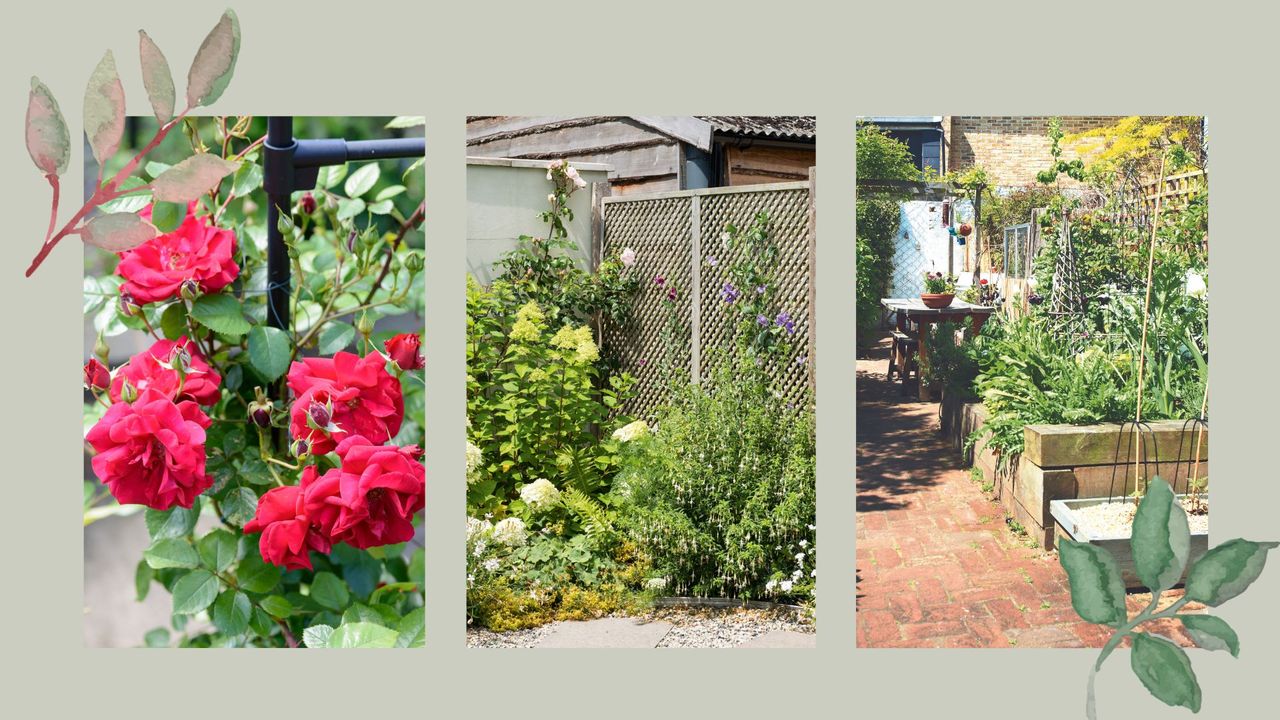 Compilation image of a climbing rose, clematis on a trellis and vegetable garden with runner beans and vine to support Sarah Raven&#039;s advice for tying in climbing plants