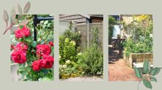 Compilation image of a climbing rose, clematis on a trellis and vegetable garden with runner beans and vine to support Sarah Raven's advice for tying in climbing plants