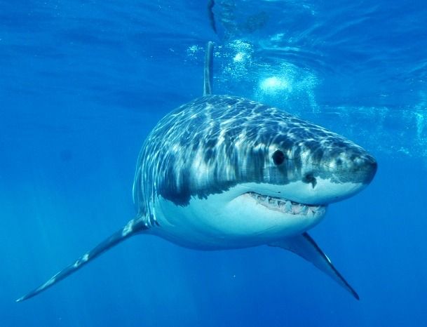 Climate change jaw dropper: Great white shark could one day prowl B.C.  waters