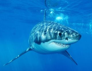 Scared of a shark attack? Here's what experts want you to know. - CBS News