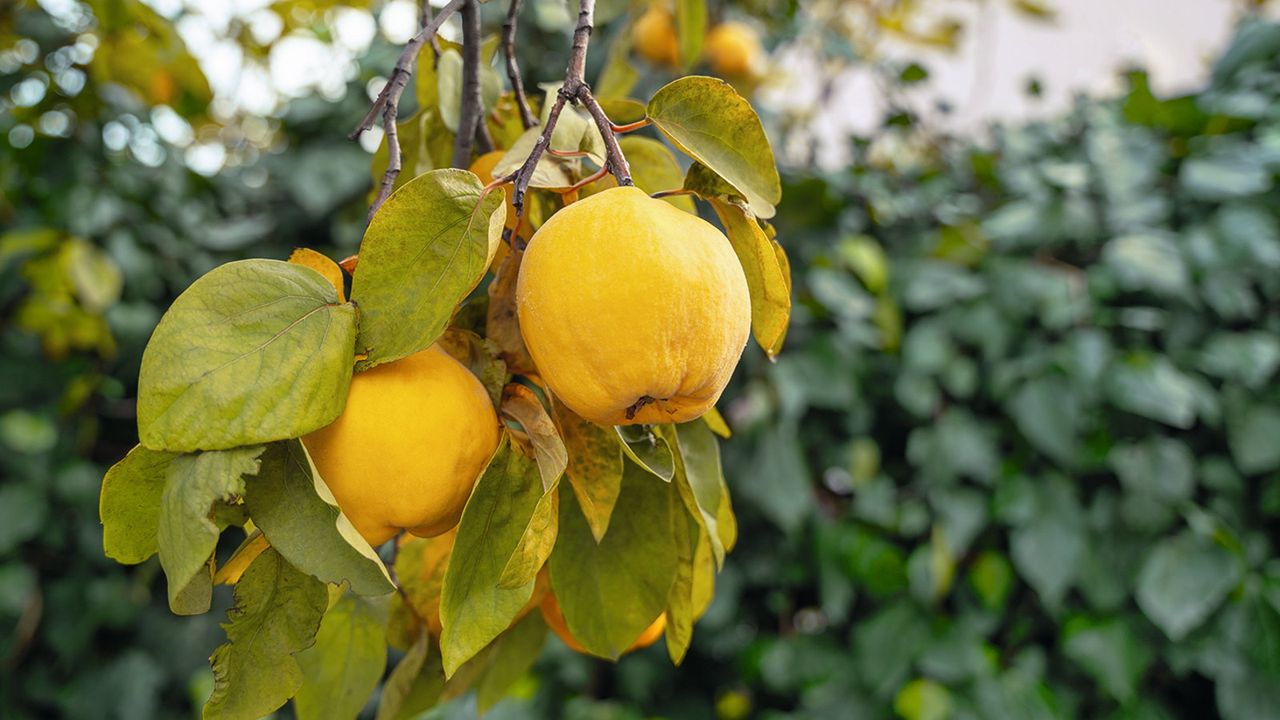 A cluster of yellow quince hanging on a quince tree