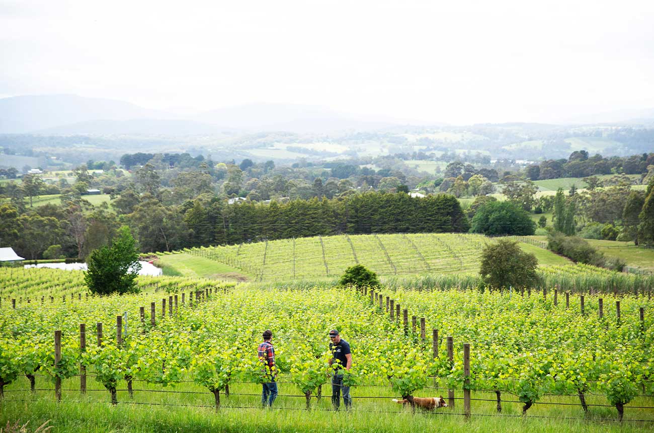 Yarra Valley: The home of cool climate winemaking