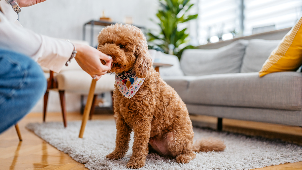 Photo inspiration: Does Grass Eating Stimulate A Dog S Appetite Reference: How To Increase A Dog S Appetite And When To