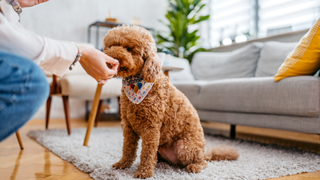 Person feeding a dog by hand who is sitting on a rug in the living room