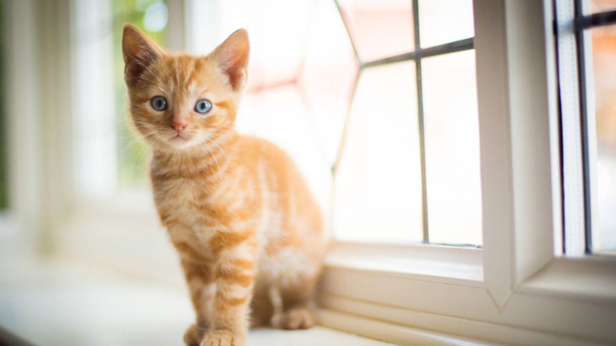 10 orange tabby cat facts that may surprise you PetsRadar