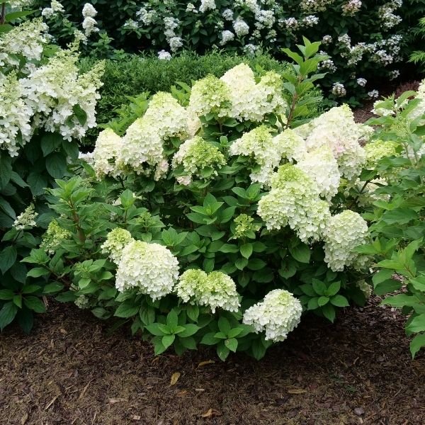Little Lime Punch&amp;trade; Panicle Hydrangea