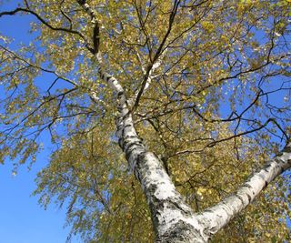 Birch tree for screening