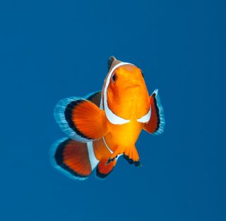 Damselfish swimming