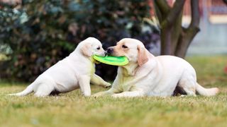 Dog stealing toys: Labrador adult dog with Labrador puppy both holding onto frisbee