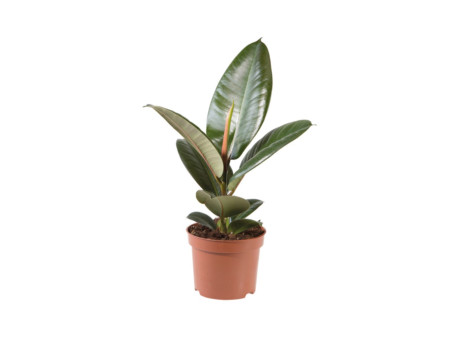 Lidl are selling the most Instagrammable house plants for just £2.99