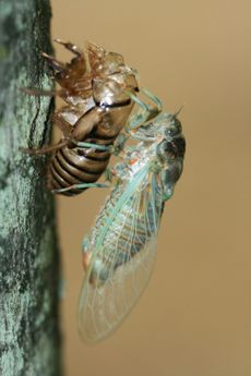 Cicada Bug On Tree