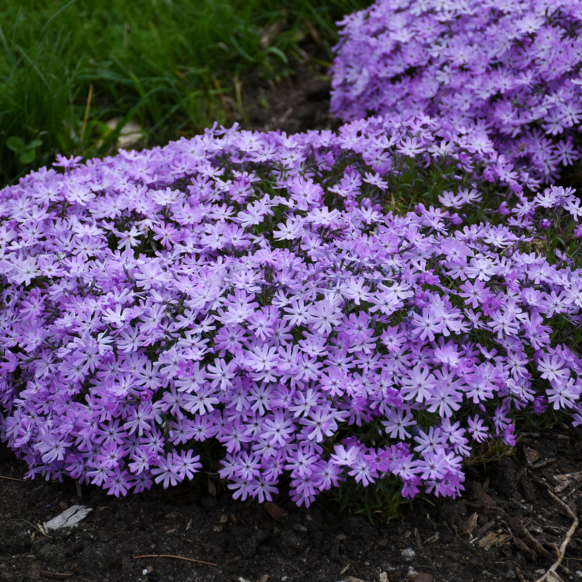 Bedazzled Lavender Hybrid Spring Phlox