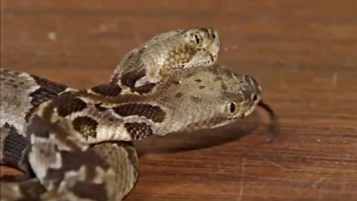 2-headed rattlesnake aptly named 'Double Dave' by men who found it - ABC  News