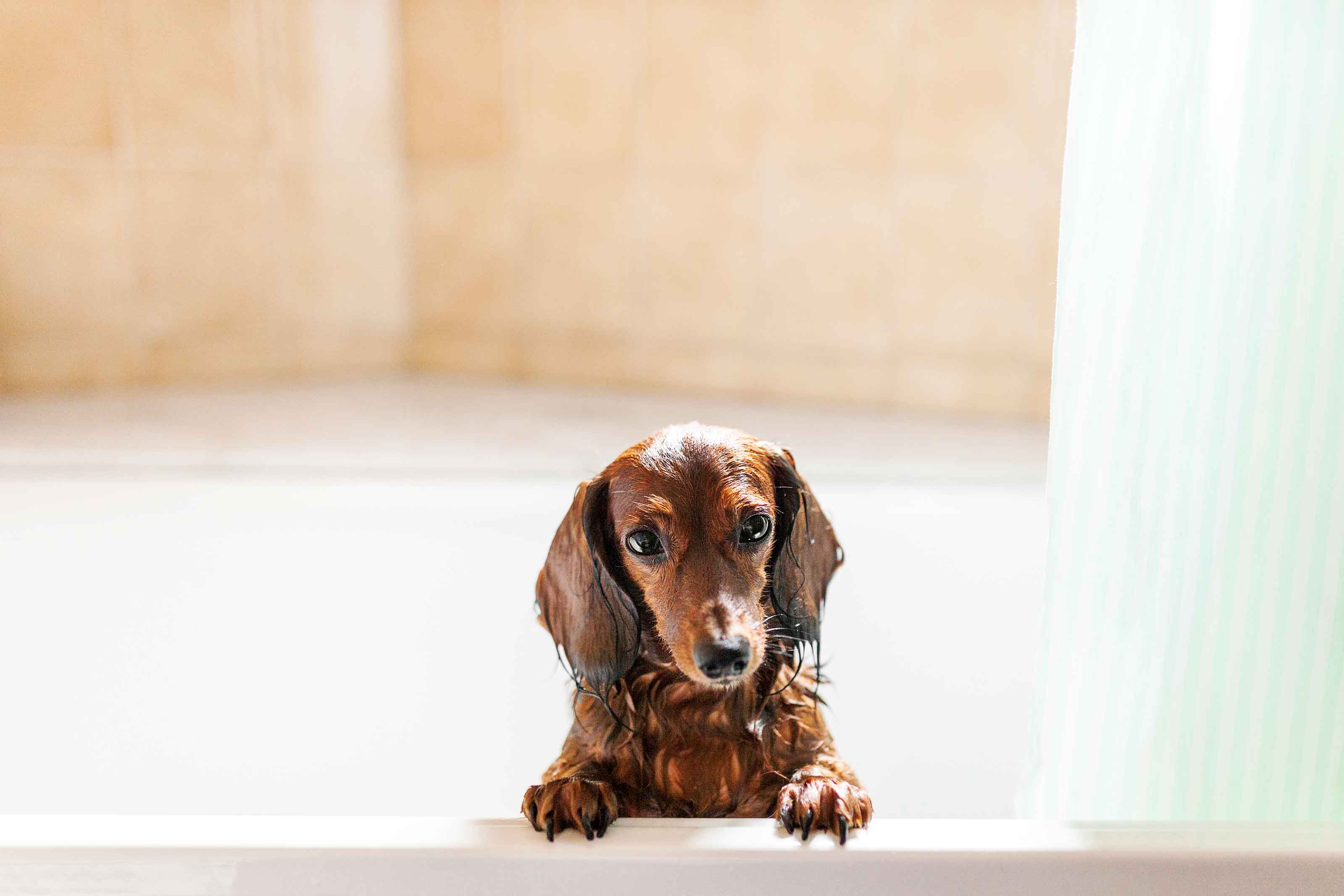 dog in bath