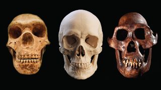 A series of three skulls, with a neanderthal skull on the left, human in the middle, and australopithecus afarensis on the right