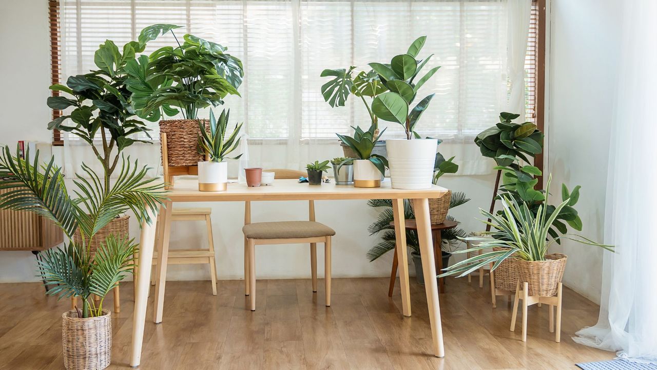 Photo of stylish minimal room interior with different home plants. Botanic style in living room with a table and chair. Green spring theme concept