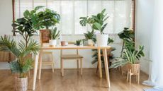 Photo of stylish minimal room interior with different home plants. Botanic style in living room with a table and chair. Green spring theme concept