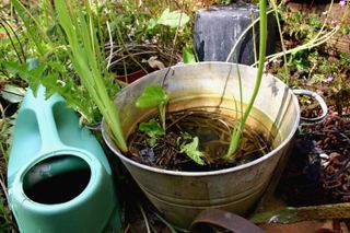 Pond in a bucket