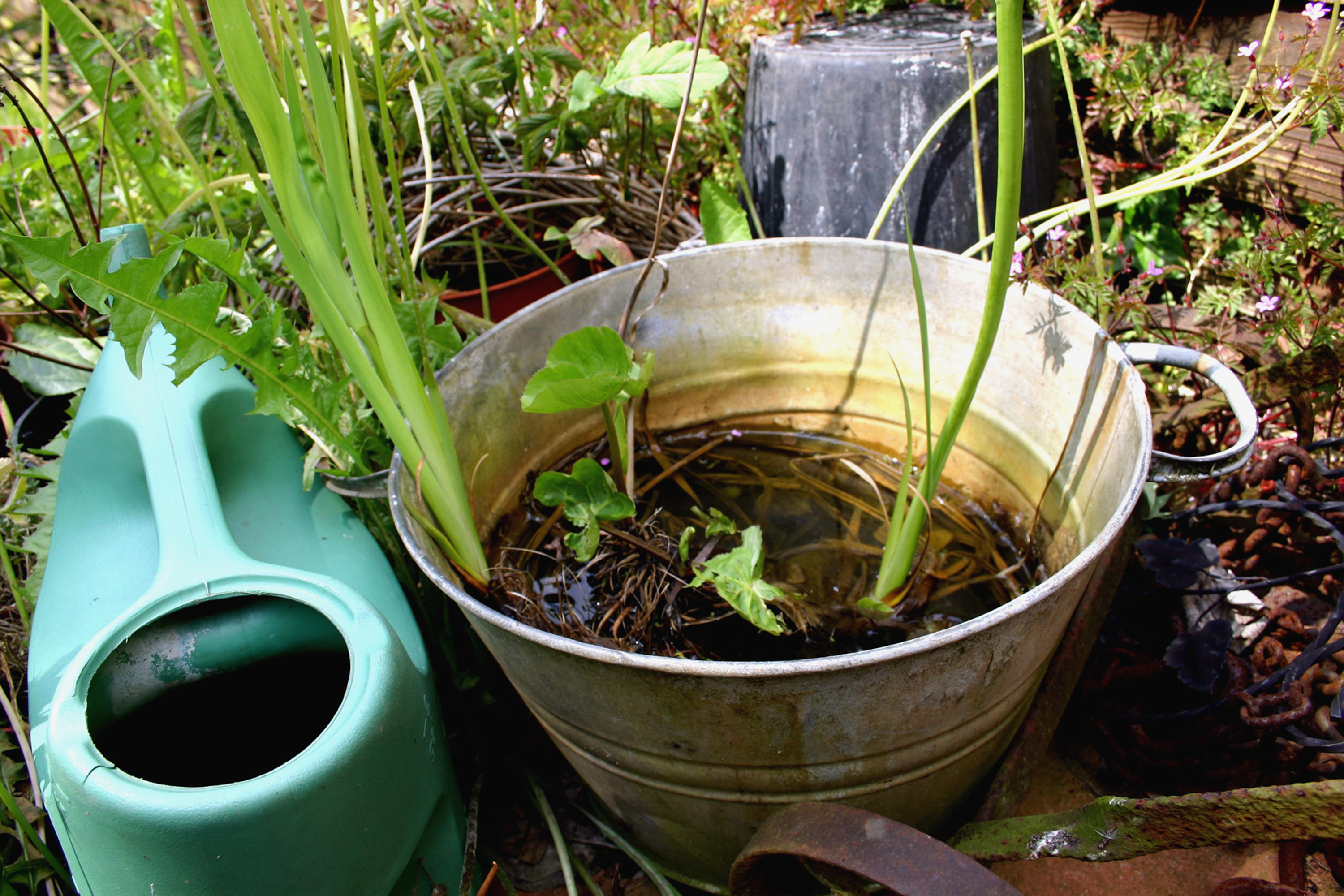 Pond in a bucket