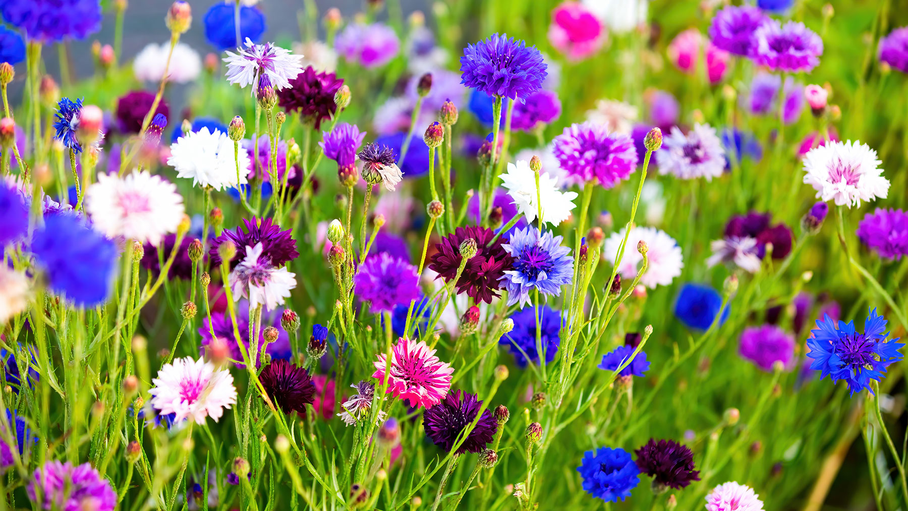 Multi-colored cornflowers in bloom