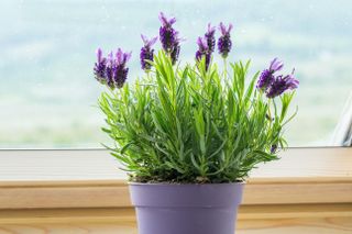 A small lavender houseplant in a purple pot on a windowsill