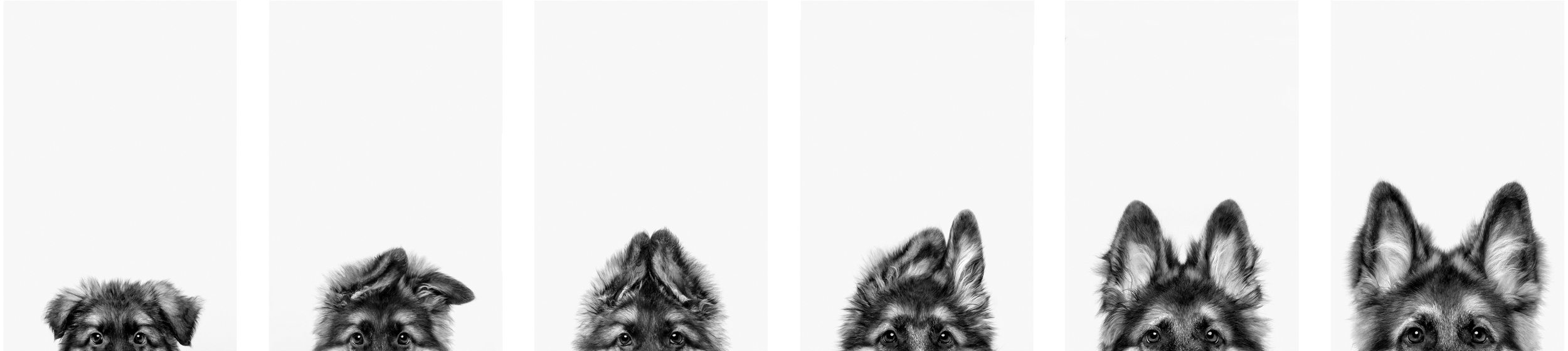 A series of six adorable puppy faces peek over a white background, showcasing their playful expressions and fluffy fur