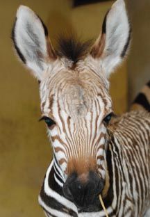 Zebra_foal_close_up_2.jpg