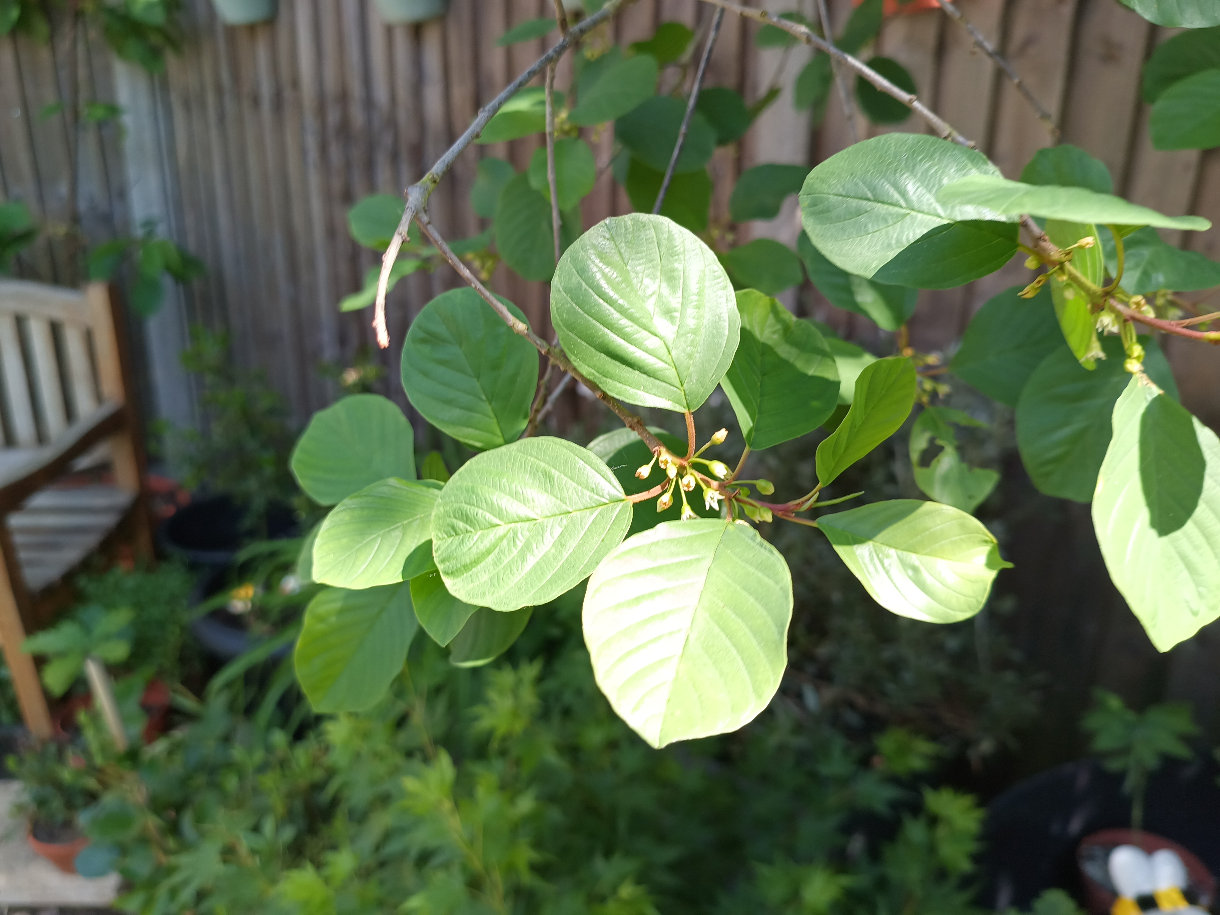Example images from the Oukitel WP300
