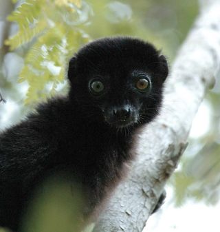 The blue-eyed black lemur