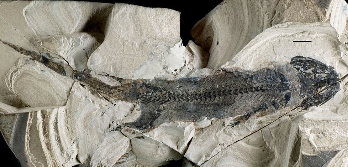 A fossil of the primitive amphibian &lt;em&gt;Micromelerpeton credneri&lt;/em&gt; from Lake Odernheim in southwest Germany