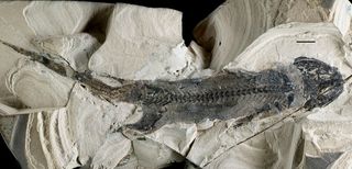 A fossil of the primitive amphibian <em>Micromelerpeton credneri</em> from Lake Odernheim in southwest Germany