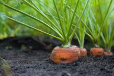 Carrots growing in soil