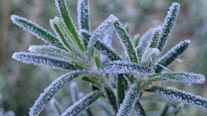 frost on a rosemary plant