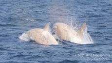 The pair of white orcas swim side by side off the coast of Rausu in Hokkaido, Japan on July 24.