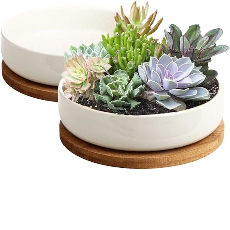 Amazon succulent pot