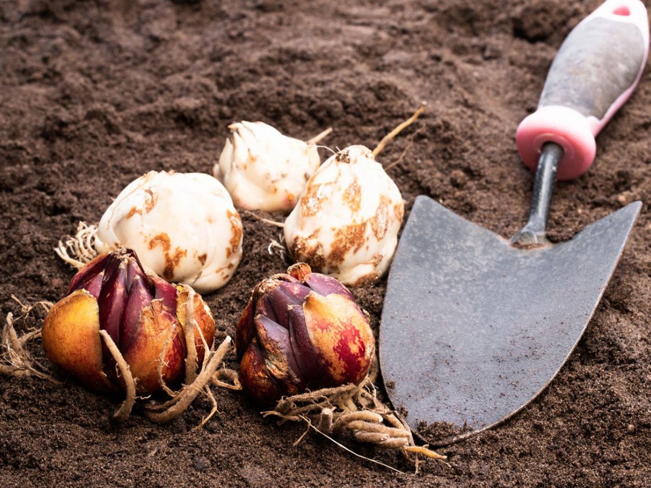 Bulbs on Soil Ready to Plant.