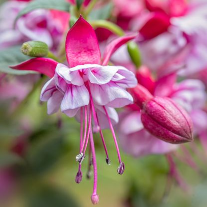 A close-up of fuchsia flowers