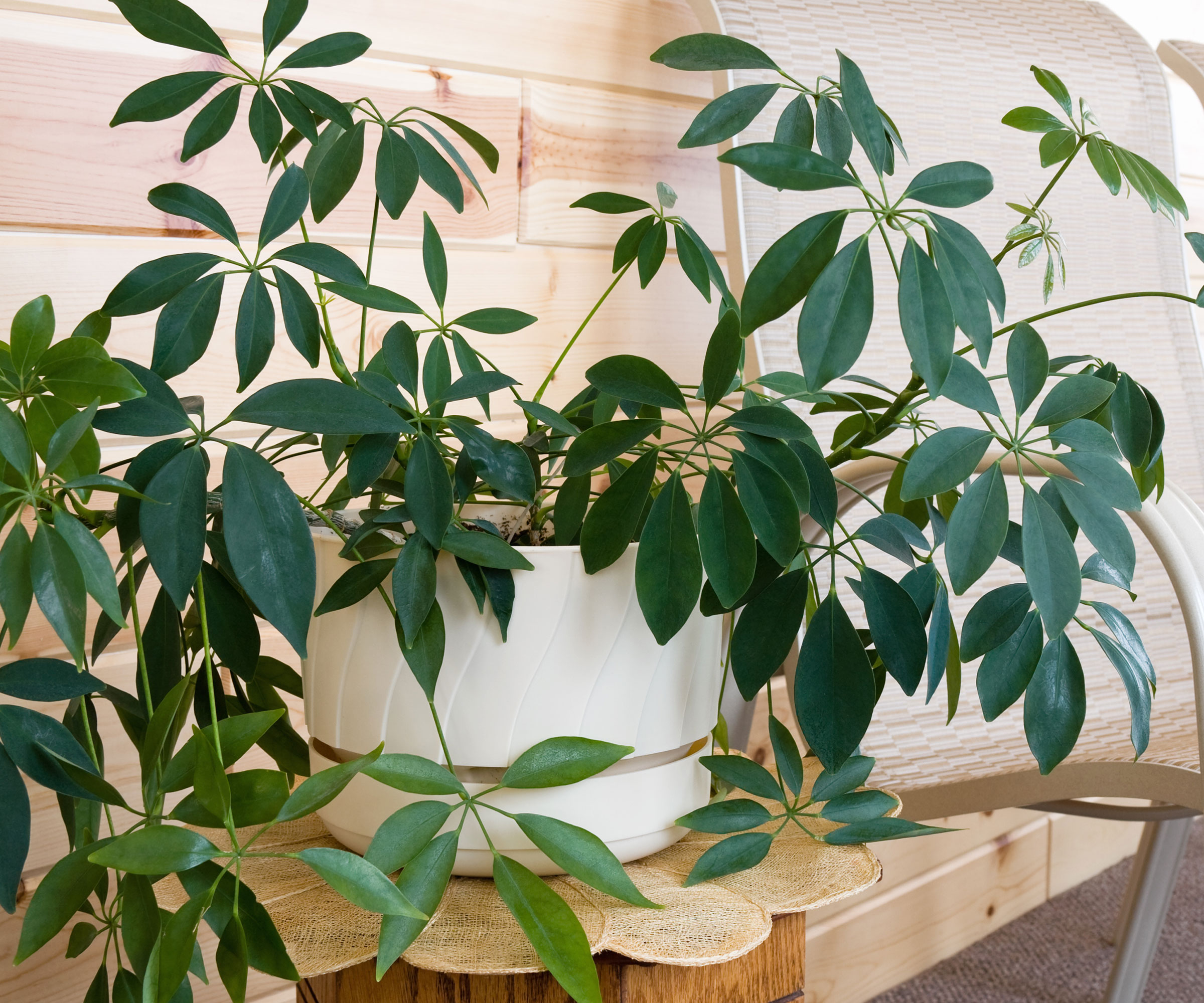 leggy houseplant sitting in white pot on worktop