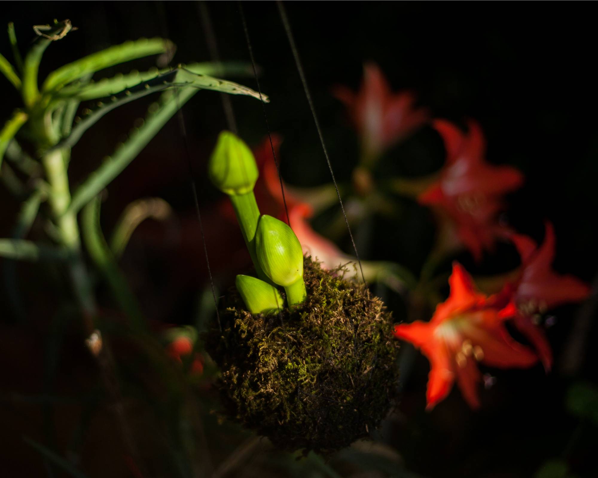 Kokedama amaryllis hanging decoration