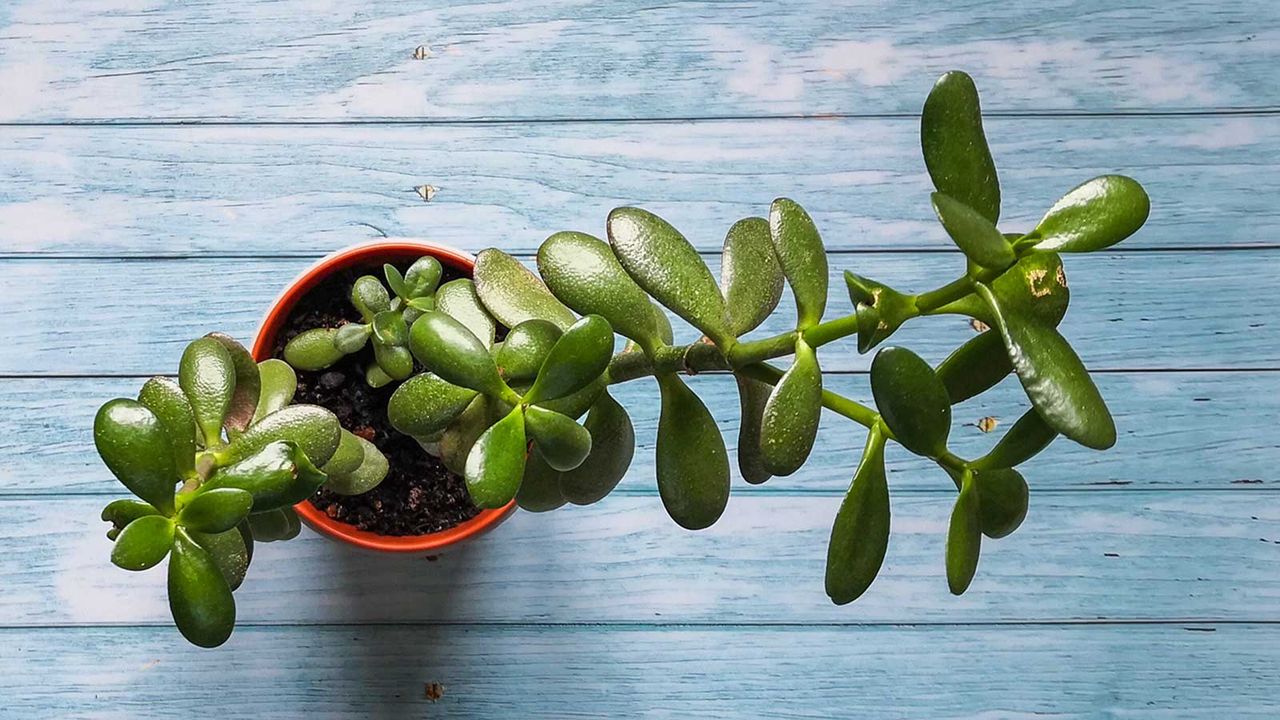 jade plant cutting in pot