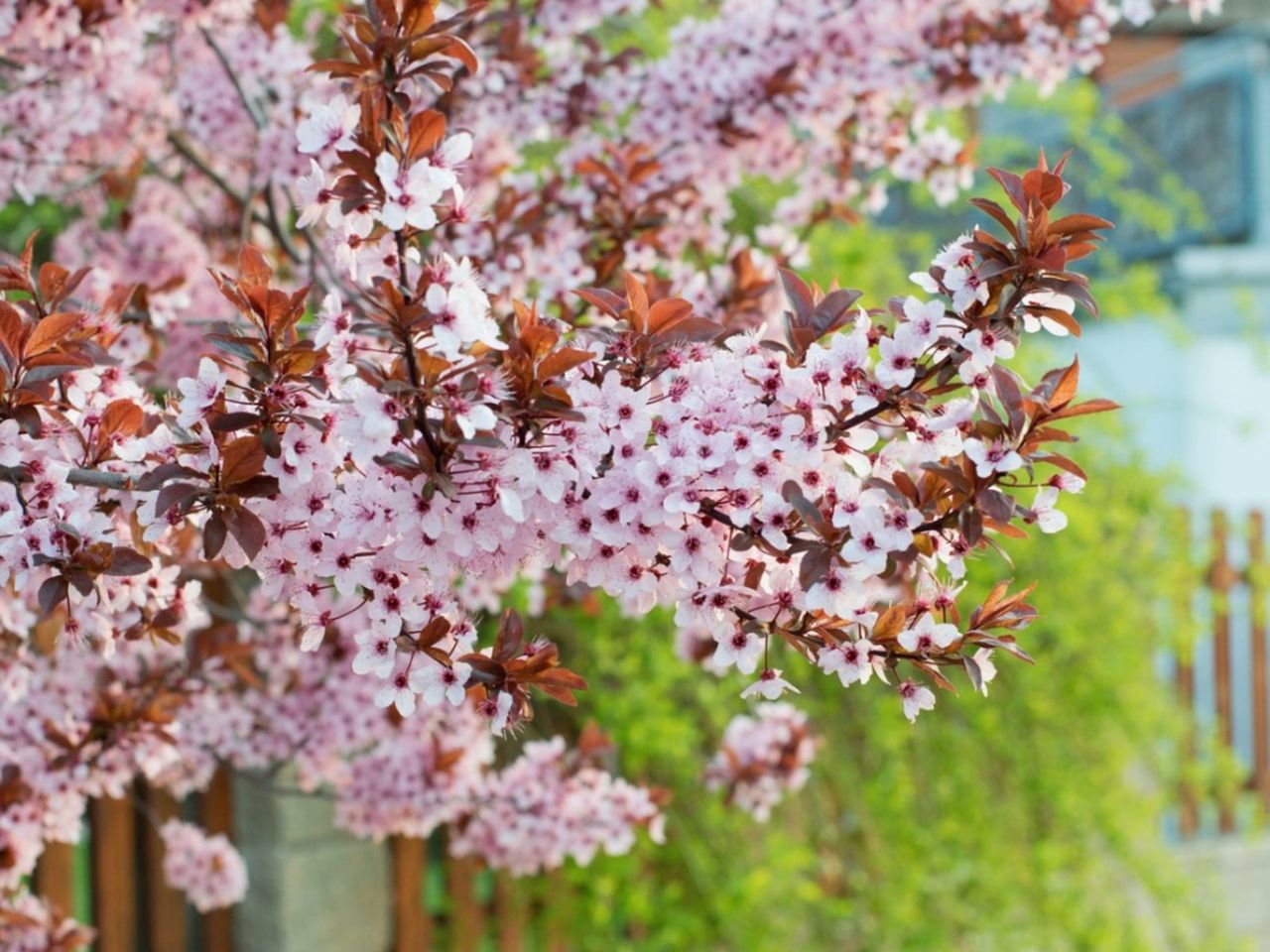 A Flowering Purple Leaf Plum Tree