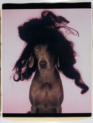 Dog with a black wig
